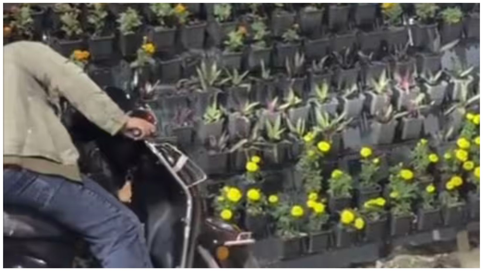लखनऊ की नेशनल इंस्पिरेशन साइट में पीएम मोदी के दौरे के बाद चोरी हुए फूलों के पौधे और खाली गार्डन