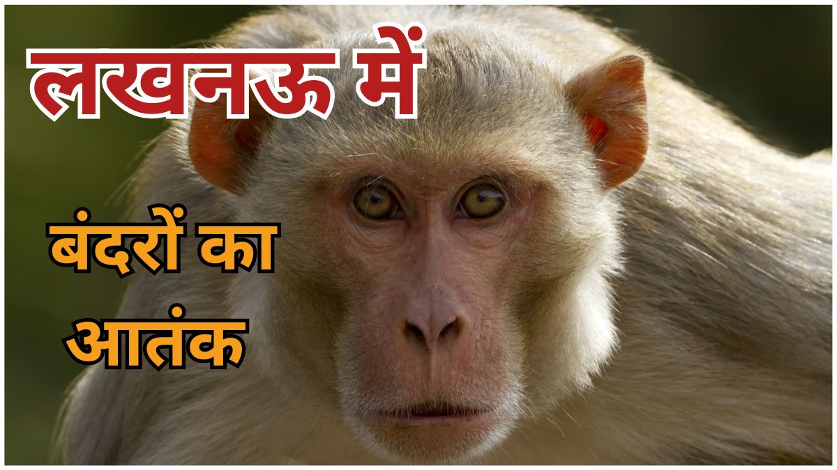 लखनऊ के अछलीखेड़ा गांव में बढ़ते बंदर हमले से ग्रामीणों की सुरक्षा प्रभावित, प्रशासन और वन विभाग से तत्काल कार्रवाई की मांग