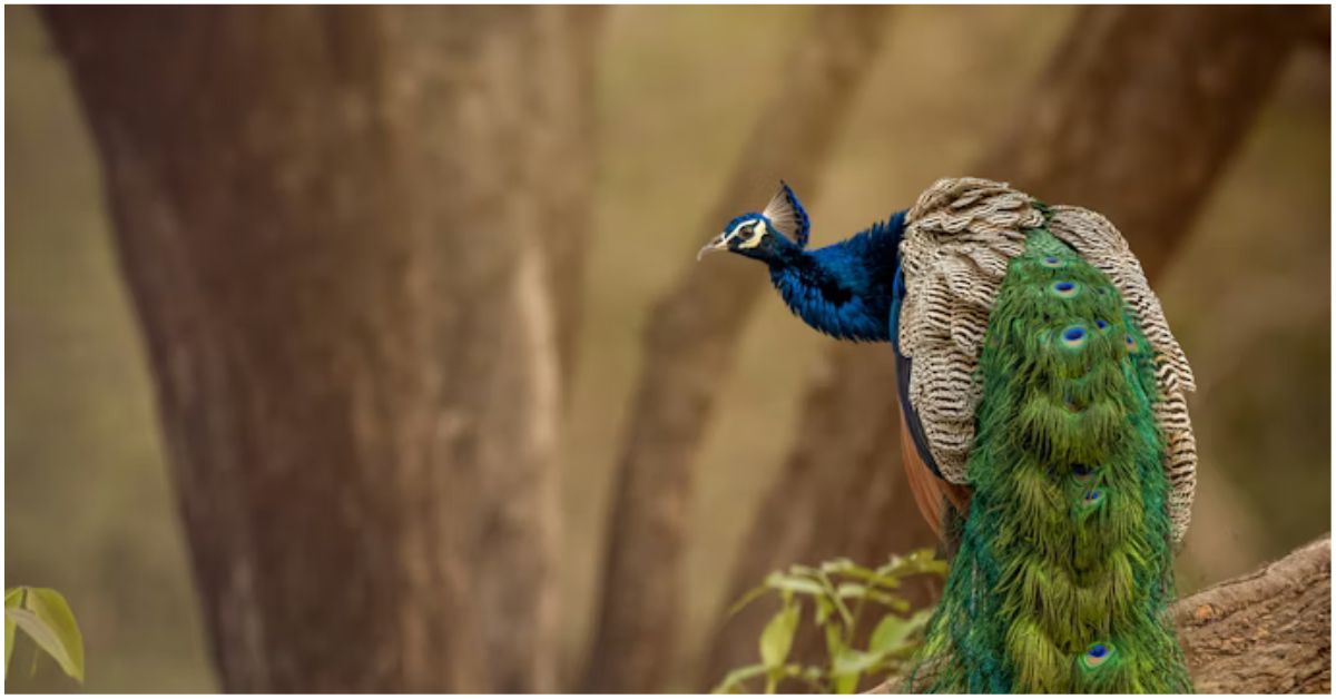 गाजियाबाद के पचायारा गांव में मूली के खेत में मृत पाए गए राष्ट्रीय पक्षी मोर, मौके पर जांच करती वन विभाग और पशु चिकित्सकों की टीम