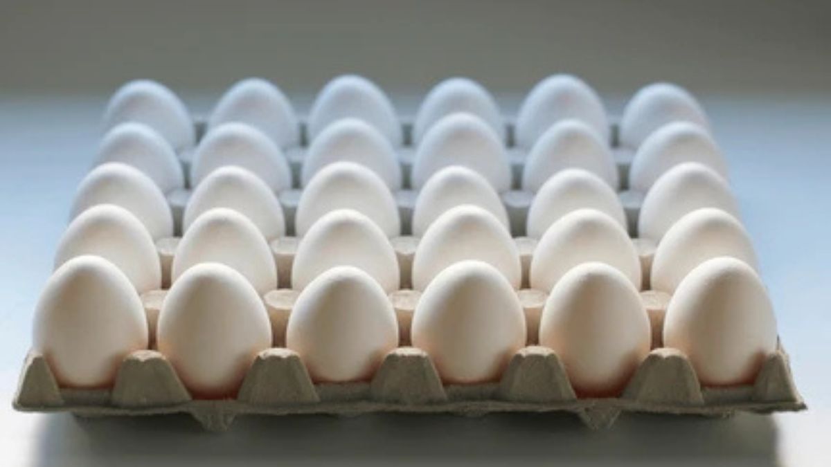 मिडिल ईस्ट संकट के कारण तमिलनाडु के नमक्कल में अंडों की कीमत गिरने से नुकसान झेलते पोल्ट्री किसान