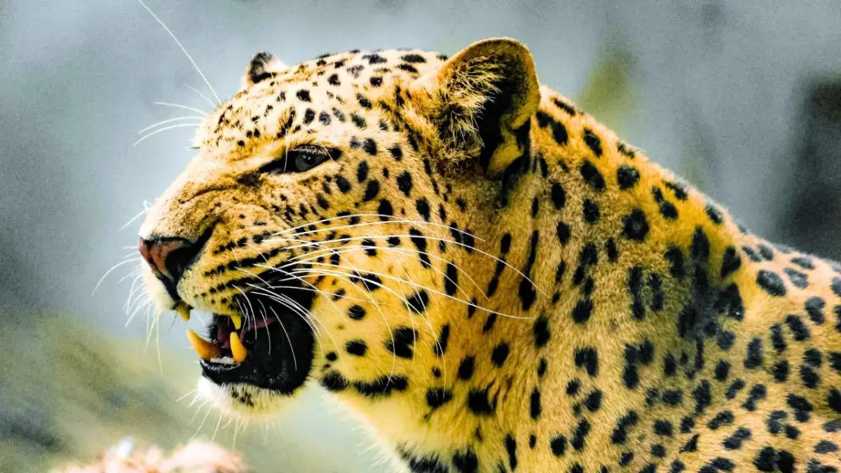 मुरादाबाद के दलपतपुर गांव में मां ने गन्ने से हमला कर तेंदुए के मुंह से 4 साल के बेटे को बचाया।