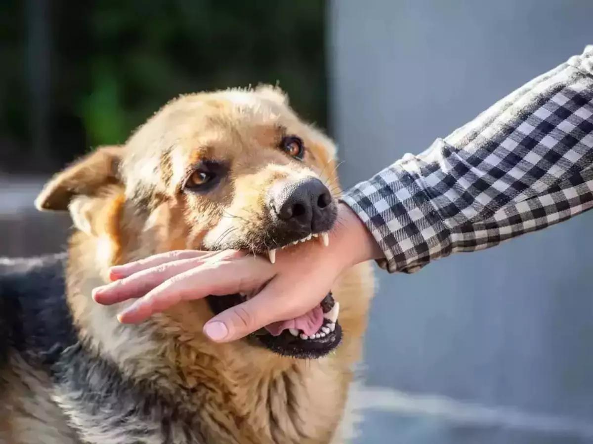 मिर्जापुर के जोगीपुरवा गांव में कुत्ते के काटने के बाद अधूरी एंटी-रेबीज वैक्सीन के कारण किशोर में रेबीज (हाइड्रोफोबिया) के गंभीर लक्षण दिखाई दिए।