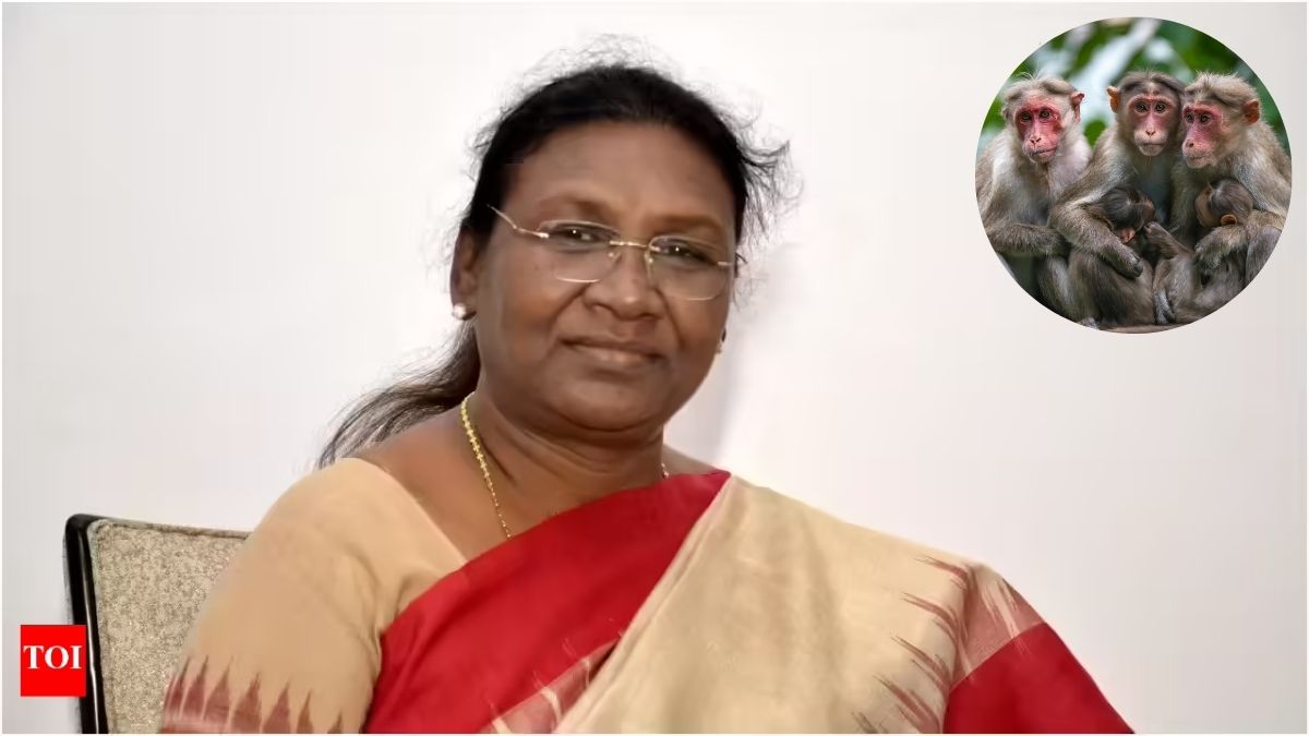 राष्ट्रपति द्रौपदी मुर्मू के मथुरा दौरे से पहले वृंदावन में बंदरों को भगाने के लिए गुलेल और लाठी के साथ तैनात वन विभाग के कर्मचारी